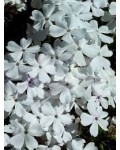 Флокс шилоподібний Альба (білий) | Phlox subulata Alba (white) | Флокс шиловидный Альба (белый)